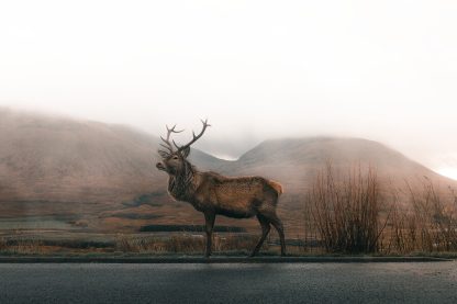 Deer